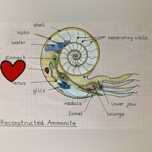 Fossil Ammonite🐌 - Picture 10 of 14